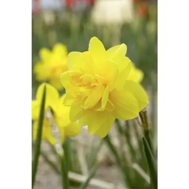 daffodils-tete-de-luxe-2