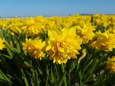 daffodils-tete-de-luxe-4