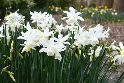 daffodils-thalia-2