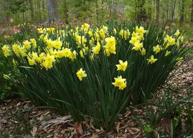 daffodils-tripartite-2