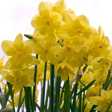 daffodils-tripartite-3