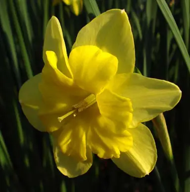 daffodils-tripartite-4