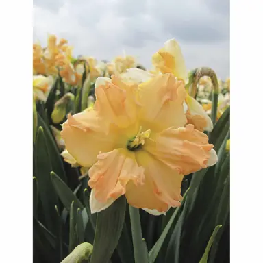 daffodils-waltz-1