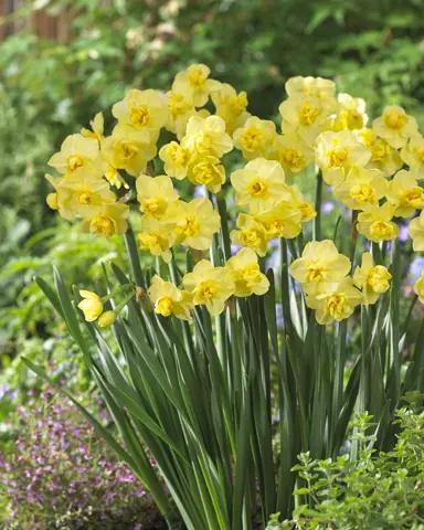 daffodils-yellow-cheerfulness-3