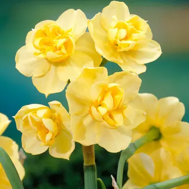 daffodils-yellow-cheerfulness-6