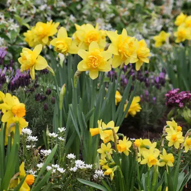 daffodils-yellow-cheerfulness-7