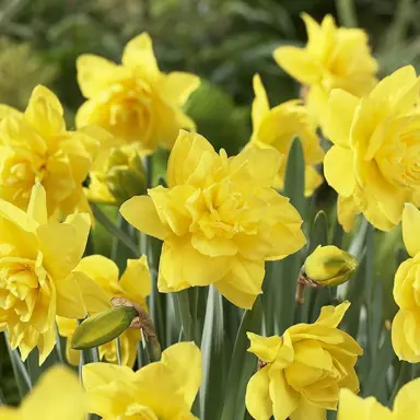 daffodils-golden-ducat-