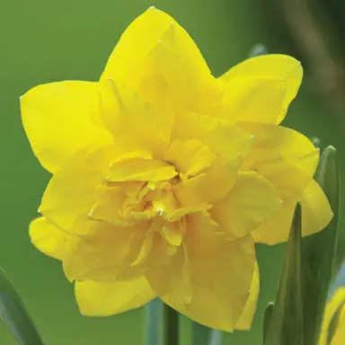 daffodils-golden-ducat-2