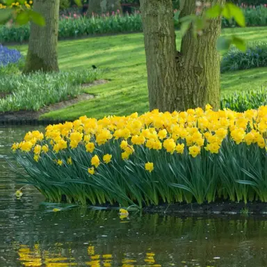 daffodils-golden-ducat-3