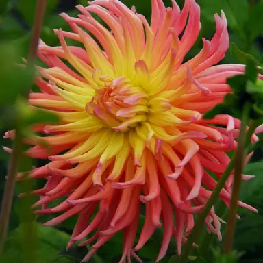 dahlia-alfred-grille-2