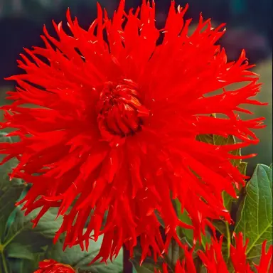 dahlia-apache-1