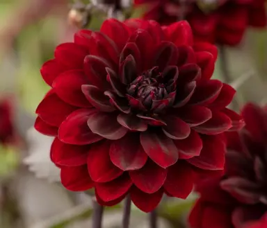 Dahlia Arabian Night dark red flower and lush green foliage.