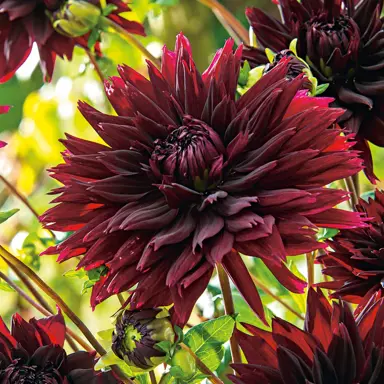 dahlia-black-touch-4