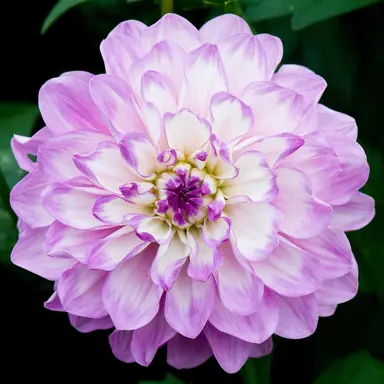 dahlia-blue-wish-3