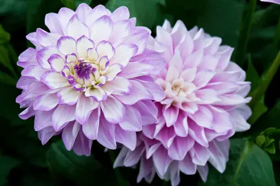 dahlia-blue-wish-4