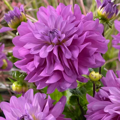 dahlia-bluetiful-1