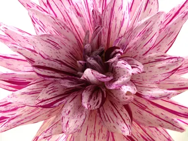 Dahlia Bristol Stripe white flower flecked with pink.