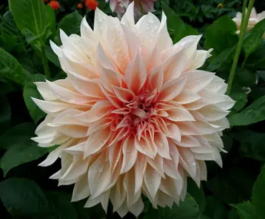 Dahlia Café Au Lait flower.