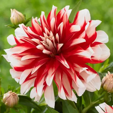 dahlia-catching-fire-