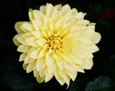 Dahlia Cezanne yellow flower.