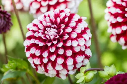 dahlia-checkers-