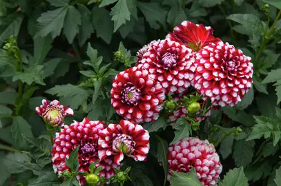 dahlia-checkers-1