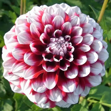 dahlia-checkers-2