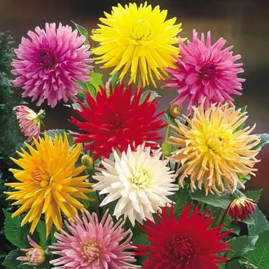 dahlia-cactus-mixed-