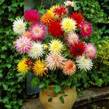 dahlia-cactus-mixed-2