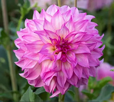 dahlia-red-labyrinth-