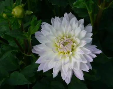 Dahlia Crazy Love white flower with purple highlights.