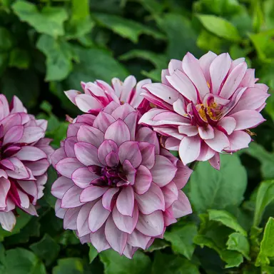 dahlia-creme-de-cassis-