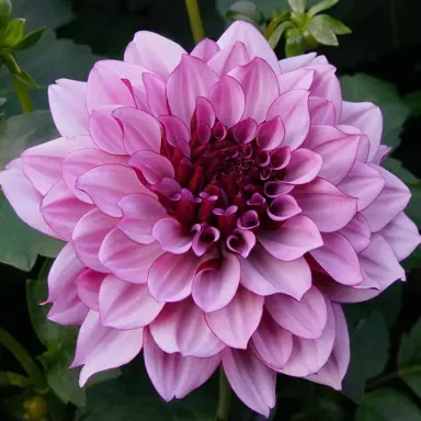 dahlia-creme-de-cassis-1