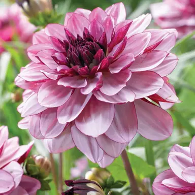 dahlia-creme-de-cassis-4