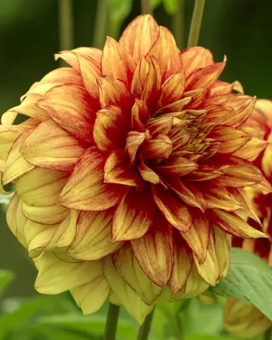 dahlia-dazzling-magic-2