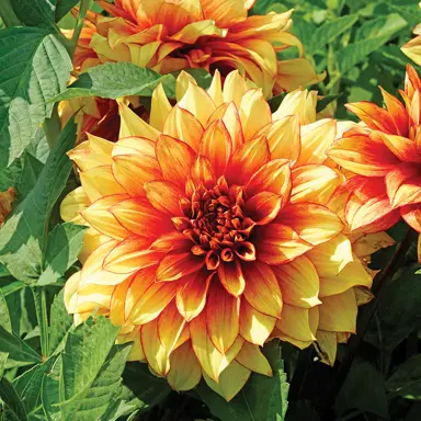 dahlia-dazzling-magic-3