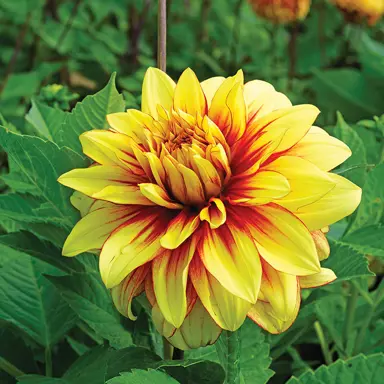 dahlia-dazzling-sun-1