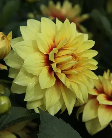 dahlia-dazzling-sun-2