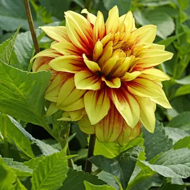 dahlia-dazzling-sun-3