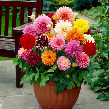 dahlia-decorative-mixed-1