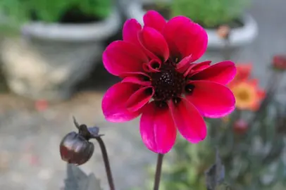 Dahlia Dracula pink flower.