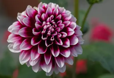 Dahlia Edinburgh purple and white flowers.