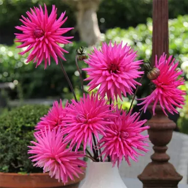 Dahlia Electro Pink flowers in a vase.