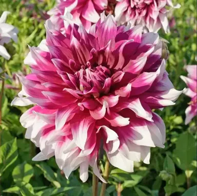 Dahlia Englands Glory pink and white flower.