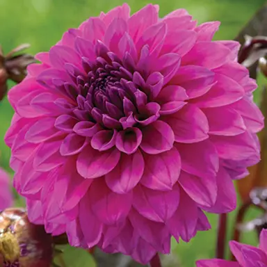 dahlia-evening-breeze-