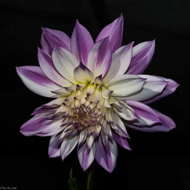 Dahlia Ferncliff Illusion purple and white flower.