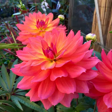 dahlia-fire-pot-