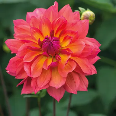 dahlia-fire-pot-3