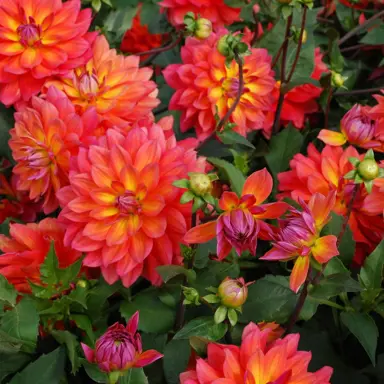 dahlia-fire-pot-4