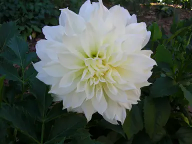 Dahlia Fleurel white flower.